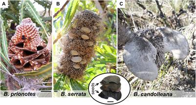 Protecting Offspring Against Fire: Lessons From Banksia Seed Pods